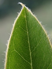 Argyrolobium frutescens