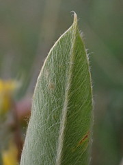 Argyrolobium frutescens