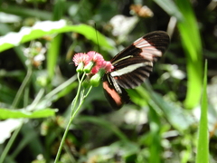 Heliconiini