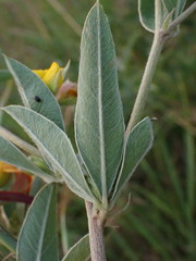 Argyrolobium frutescens
