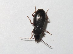Pterostichus diligens