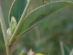 Argyrolobium frutescens