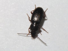 Pterostichus diligens