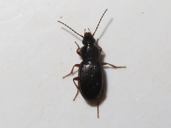 Pterostichus diligens