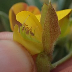 Argyrolobium frutescens