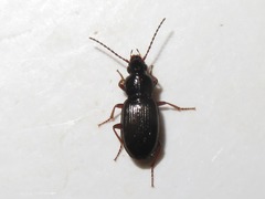 Pterostichus diligens