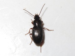 Pterostichus diligens