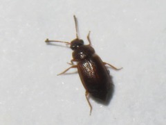 Anthobium atrocephalum