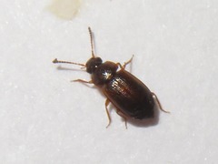 Anthobium atrocephalum