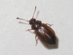 Anthobium atrocephalum