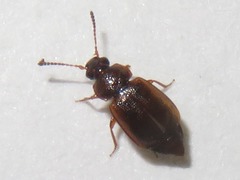 Anthobium atrocephalum