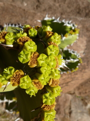 Euphorbia cooperi