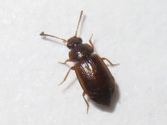 Anthobium atrocephalum