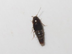 Habrocerus capillaricornis