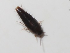 Habrocerus capillaricornis