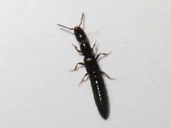 Xantholinus longiventris