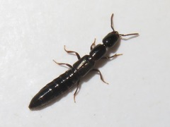Xantholinus longiventris