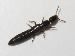 Xantholinus longiventris