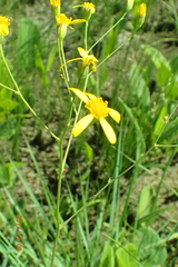Senecio bupleuroides