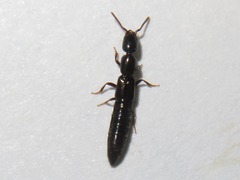 Xantholinus longiventris