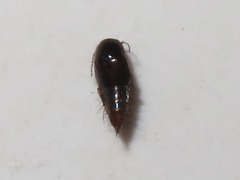 Habrocerus capillaricornis