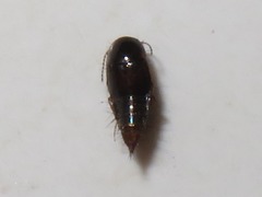 Habrocerus capillaricornis