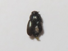 Lamiogethes pedicularius