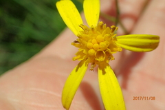 Senecio bupleuroides