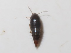 Habrocerus capillaricornis