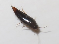 Habrocerus capillaricornis