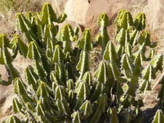 Euphorbia cooperi