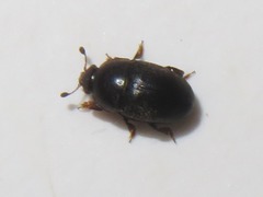 Lamiogethes pedicularius