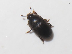 Lamiogethes pedicularius