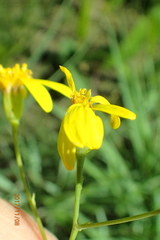 Senecio bupleuroides