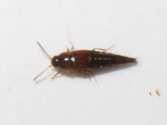 Tachyporus pusillus