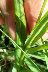 Senecio bupleuroides
