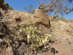 Solanum lichtensteinii