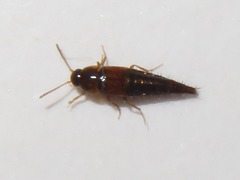 Tachyporus pusillus
