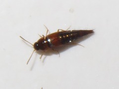Tachyporus pusillus