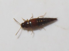 Tachyporus pusillus