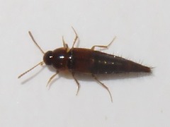 Tachyporus pusillus