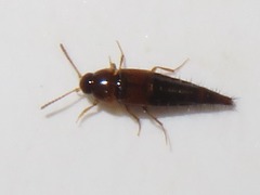 Tachyporus pusillus