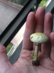 Stropharia coronilla