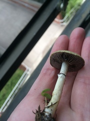 Stropharia coronilla