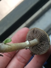 Stropharia coronilla