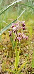 Anacamptis morio longicornu