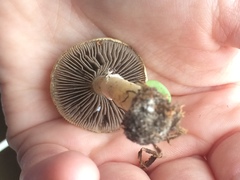 Stropharia coronilla