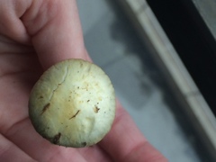 Stropharia coronilla