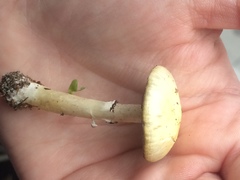 Stropharia coronilla