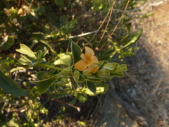 Barleria senensis